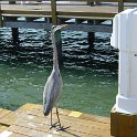 DunedinHeron