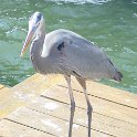DunedinHeron1