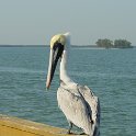 DunedinPelican