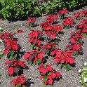 NaplesRegencyPoincettias