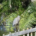 NaplesZooHeron