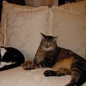 CatsTgiving