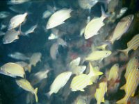 Image008