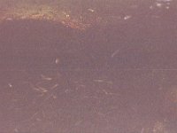 Image018