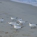 DelRayBeachBirds