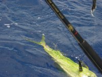 It's Sooooooo Big!  Andy catches a huge mahi-mahi!