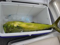 It Doesn't Fit  The fish is so big they have to fold it to fit it into the cooler!