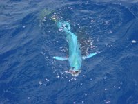 Maybe Not...  This does not look like something they should be catching!