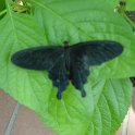 KeyWestButterfly0