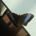 KeyWestButterfly1