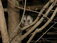 Uninvited Guest  We find this possum hiding out in a tree by the pool!