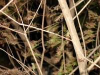 DSC00575