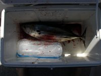 Got Ya!  The guys caught a mahi-mahi!!!