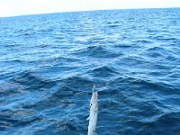 DSCN0604