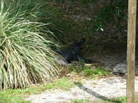 DSC00908