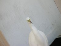 DSCN0137