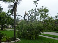 Tree down during 1st Half of Wilma  Most of the branches of this tree came down during the first half