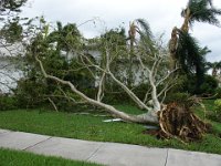 Tree down  More trees down near our house