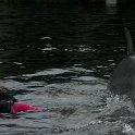 IMG 0213