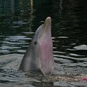 IMG 0231