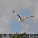 DSC 1691