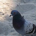 DSC 0256