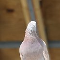 DSC 0288