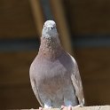 DSC 0289