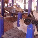 DSC02040