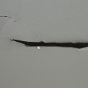 DSC05431