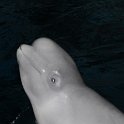 DSC 9810