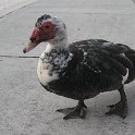 IMG 7331