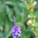 DSC 5742