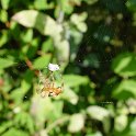DSC08240