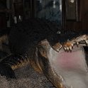DSC 4455