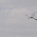 DSC 4513