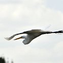 DSC 4515