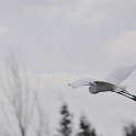 DSC 4516