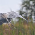 DSC 4561