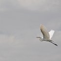 DSC 4565