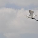 DSC 4567
