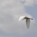DSC 4568