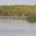 DSC 4655