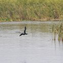DSC 4658