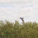 DSC 4672