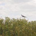 DSC 4674