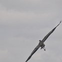 DSC 4688
