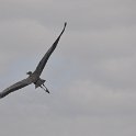 DSC 4690