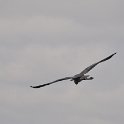 DSC 4693