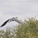 DSC 4703